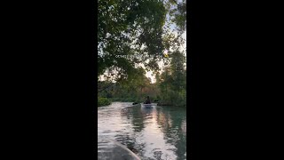 Otters leading the way on this morning clear kayak tour 🫶🌴 [upl. by Karleen]