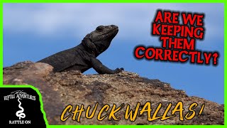 CHUCKWALLAS and other DESERT LIZARDS IN THE WILD Are we keeping them correctly [upl. by Arteid657]