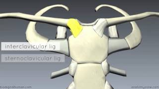 Sternoclavicular Joint  3D Anatomy Tutorial [upl. by Kallman]