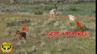 Decoy Dog Montage  Montana Coyote Hunting [upl. by Bristow]