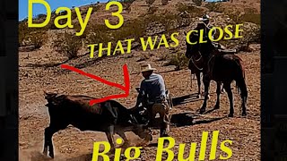 Day 3 Roping Big Wild Bulls [upl. by Ennayt]