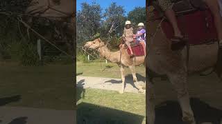 Camel 🐪 Maroubra Beach Sydney NSW [upl. by Wiles]