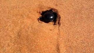 Dung Beetle digging a hole [upl. by Aubigny]