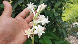 cultivo y cuidados del Nardo Polianthes tuberosa [upl. by Woodhead398]