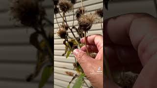 Herbalism minute Seed Saving special guest Elecampane seedsaving earthseeddetroit [upl. by Ahsekahs]