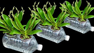 The secret to growing orchids in water bottles Flowers bloom profusely and never have root rot [upl. by Igic906]