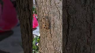 Insects nest on a tree with cicadidae sounds in the background [upl. by Adnwahsal]