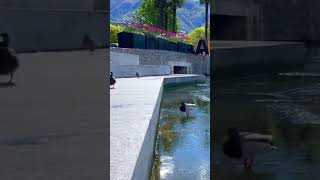 Beautiful Scenery in Ascona Switzerland 4K [upl. by Dupuis]