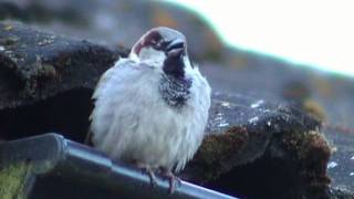 GRÅSPARV House Sparrow Passer domesticus Klipp  457 [upl. by Pollard]