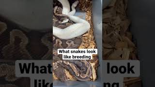 Ball Pythons mating How to breed ball pythons [upl. by Adelind]