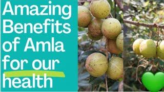 The Amazing Hidden benefits of Amla🌱💚gooseberryamlamedicinalplantsamlakefaydehealthbenefits🌿 [upl. by Gnuj]