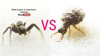 ANTLION VS SPIDER  Micro Monsters [upl. by Novihs642]