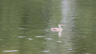 Perkoz dwuczuby Podiceps cristatus eng Great crested grebe [upl. by Benn]