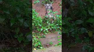 Dog barking 😞dog shorts viralvideo [upl. by Asehr]