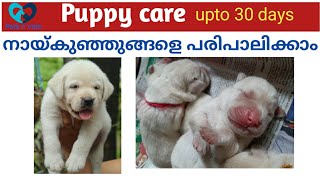 Puppy care malayalamLabrador malayalamPuppy care for beginners [upl. by Imrots]