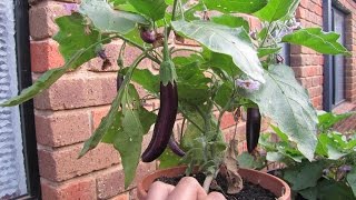 Eggplants flowering and fruiting [upl. by Ayatan]