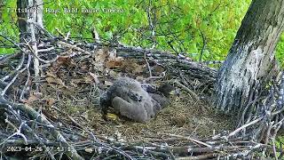 Hays Eagles H20 standing and self feed attempts 42623 743am [upl. by Eibbor]