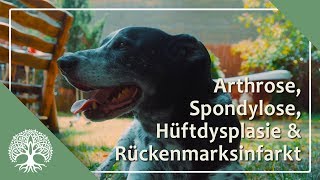 Arthrose Spondylose HD amp Rückenmarksinfarkt – Dexter´s Geschichte [upl. by Xyla]