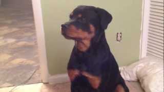 9 month old Rottweiler sings Ave Maria [upl. by Ahsena]