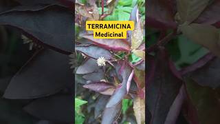 Terramicina Planta MEDICINAL e abelhas NATIVAS em suas FLORES [upl. by Nodnarg]