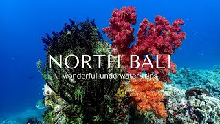 Underwater Trips in North Bali for snorkeling and freediving [upl. by Adachi79]