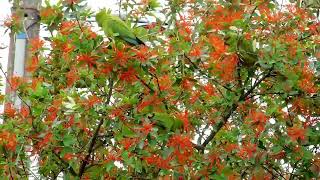 Loros cachaña comiendo flores de ciruelillo [upl. by Jenette630]