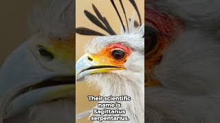 Meet the Secretary Bird Nature’s Fierce Snake Hunter secretarybird africananimals wildlife [upl. by Lenad]