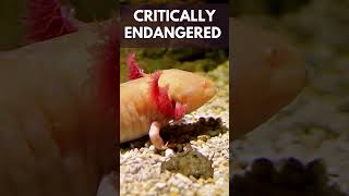 5 Incredible Facts About Axolotls Natures Regeneration Masters Axolotl Amphibians animals [upl. by Aiz]