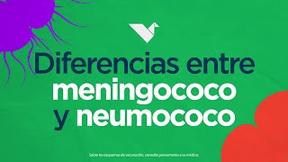 Meningococo o Neumococo ¿Cuáles son las diferencias 🤔 ​ [upl. by Miah]