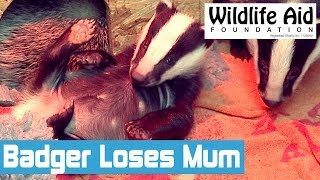 Cute Badger Cub Loses Its Mum  Wildlife Animal Rescue [upl. by Eivlys]