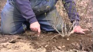 Forsythia Propagation [upl. by Bluhm]