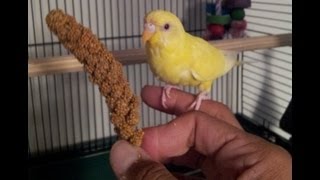 Teaching a parakeet to perch on your hand [upl. by Novyad711]