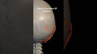 circulation anatomyandphysiology cardiovascularsystem [upl. by Hiller778]