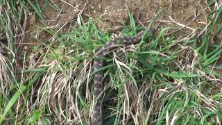 Adders at Durlston [upl. by Flavius]