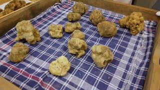 Albas famous truffle fair held online amid COVID restrictions in Italy [upl. by Rogers]