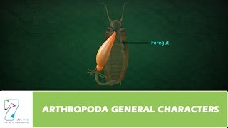 ARTHROPODA GENERAL CHARACTERS [upl. by Pul]