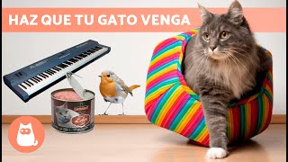 SONIDOS para ATRAER GATOS 📣🐈 ¡Sonidos para que tu GATO VENGA [upl. by Lebasi78]