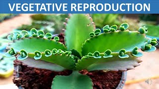 Vegetative Reproduction  Stem Root Leaves Spore  Science Educational Video for Children [upl. by Muns]