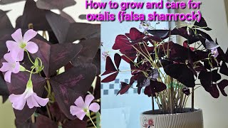 How to grow and care for oxalis false shamrock [upl. by Ahcire56]