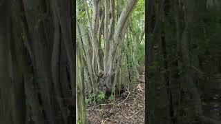 Yucatán black howler monkeys on a Sunday morning [upl. by Ttenaej]