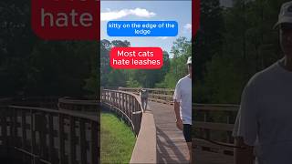 Cat Defies Expectations catsofyoutube catleash cat [upl. by Attelocin40]