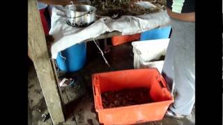 CULTIVO DE CAMARONES CON PRODUCTORES ARTESANALES TUMACO [upl. by Gainer]