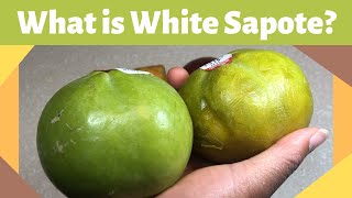 What is White Sapote [upl. by Aicelaf]