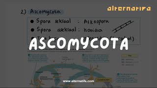 Kingdom Fungi Ascomycota  Biologi  Alternatifa [upl. by Ttik]