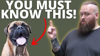 3 THINGS TO KNOW BEFORE GETTING A BULLMASTIFF [upl. by Salguod67]