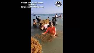 2023 Sargassum Seaweed  Mexico  Playa del Carmen [upl. by Kerrin]