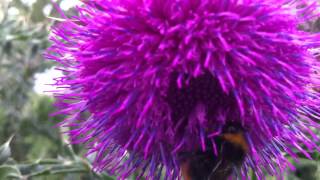 Nodding Thistle Carduus Nutans  Musk Thistle  20120612 [upl. by Ayoras]