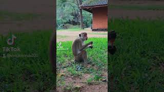 A monkey with ice cream bar  Sri Lanka  Sigiriya funny adventure travel nature [upl. by Yancy135]