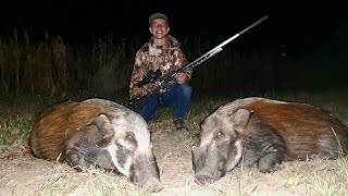 Bushpig hunting South Africa [upl. by Caldera]