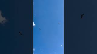 Swainsons hawks screaming above my house sound on falconry hawk [upl. by Nihhi107]